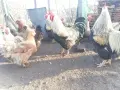 Катунски петли за разплод или клане, снимка 2