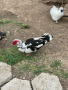 Мъжки Нем паток, снимка 1 - Патици и гъски - 44694212
