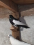 Гълъби на въртене - преметачи различни цветове, т.нар. поморийски ролери , снимка 12