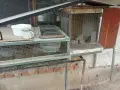  продавам пъдпъдъци с клетките, снимка 2