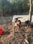 Мъжко и Женско куче, снимка 3