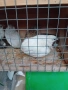 Продавам китайски пъдпъдъци , снимка 1