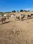 продавам телета, снимка 4
