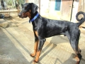 Добермани расови, снимка 3