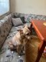 Подарявам пинчер на име Роки. Търся му мило и грижовно семейство, което да го обича , снимка 2