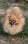Померан момче , снимка 4