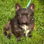 Fluffy french bulldog за разплод , снимка 2