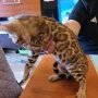 Бенгалски котета, снимка 12