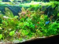 Аквариумни растения , имам и за езеро, снимка 6