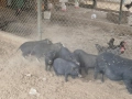 Виетнамски прасенца мъжки кастрирани на 4 месеца 150 лв., снимка 3