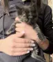 Подарявам 5 малки котета на грижовни стопани ❤️, снимка 6