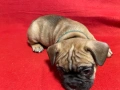 Френски булдог, снимка 2