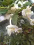 ахименес различни видове, снимка 11