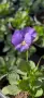 ❤️🌿🌸 Мини теменужки микс (Viola Superba Mini), снимка 8
