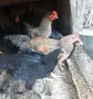 Свободни свободни , снимка 3