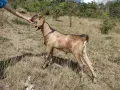 Три чистокръвни англо-нубийски мъжки ярета, снимка 4