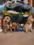 чистокръвни Кокер Шпаньоли, снимка 7