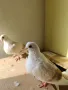 Продавам гълъби от снимките , снимка 3