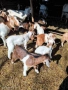 Продавам кози с ярета, снимка 6