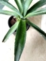 Агаве 2 вида, снимка 4