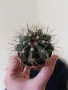 Здравейте!Продавам кактус 
Melocactus bahiensis., снимка 1