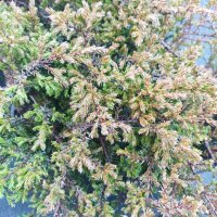 Хвойна Репанда, Juniperus communis 'Repanda', снимка 7 - Градински цветя и растения - 39312081