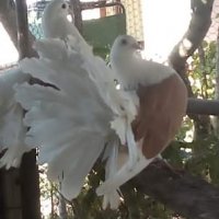 Продавам гълъби, Фенерлии , на капак , с цветни опашки , чисто бели , с гащи , снимка 3 - Гълъби - 34675193