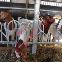 Хранителни решетки със заключващ механизъм за овце и кози, снимка 6 - За селскостопански - 34655140