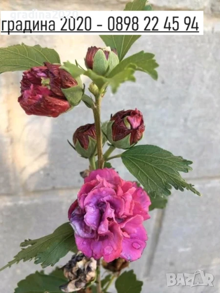 Хибискус Кичест - Щамба Цветове   Бала , Розова и Червена , снимка 1