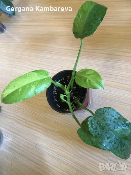 Philodendron Jose Buono , снимка 1