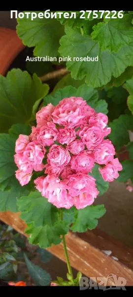 Australian pink rosebud , снимка 1