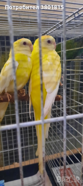 Пойни папагали , снимка 1