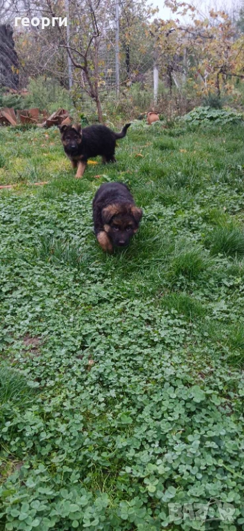 Немски Овчарки, снимка 1