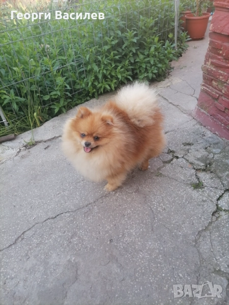 Померан за Разплод, снимка 1