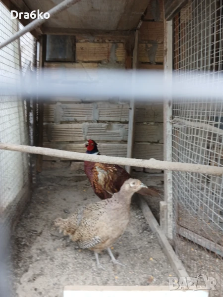 Колхидски фазани, снимка 1