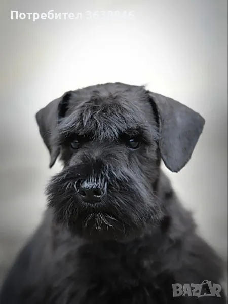 Миниатюрен шнауцер( цверг шнауцер), снимка 1