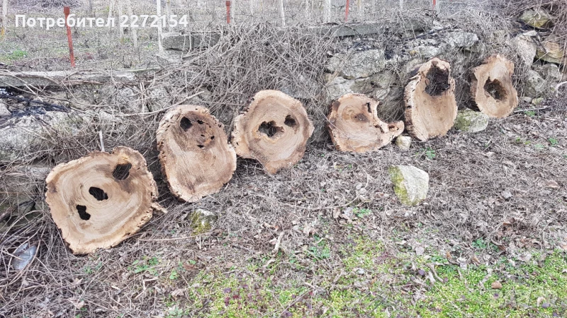 Шайби от орех, снимка 1