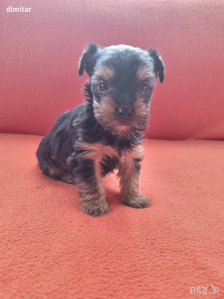 Йоркшир териер момче. , снимка 1