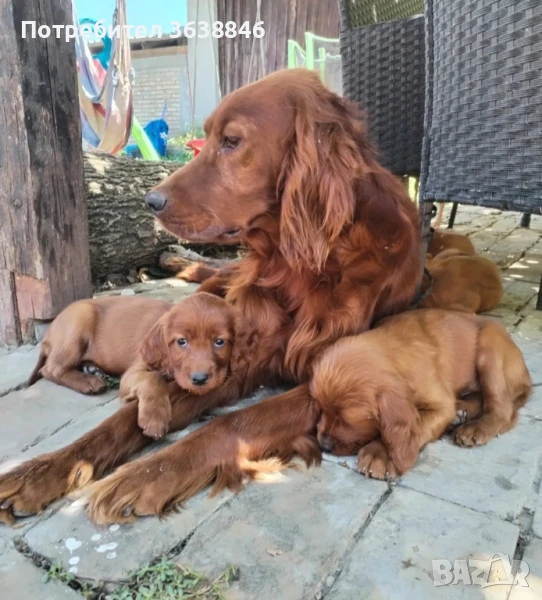 Ирландски сетер, снимка 1