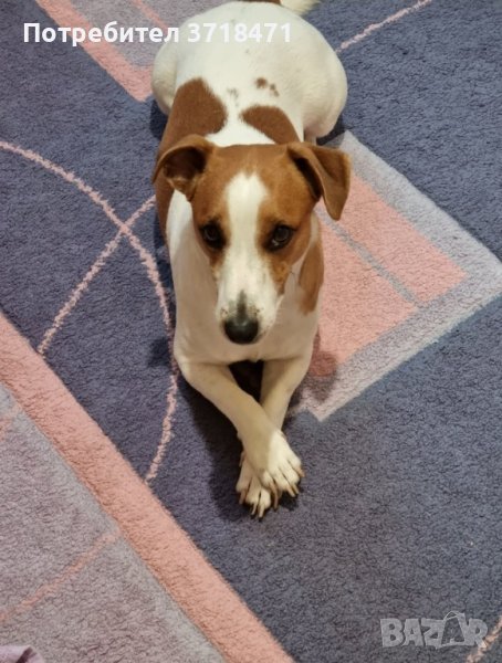 Млад Джак ръсел търси дама!, снимка 1