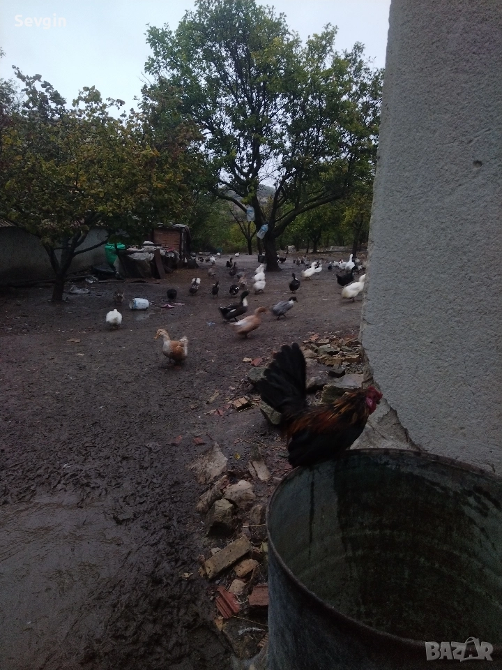 патици крякащи и гъски, снимка 1