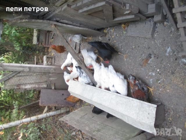 домашни петлета по 25 лв/бр, снимка 1