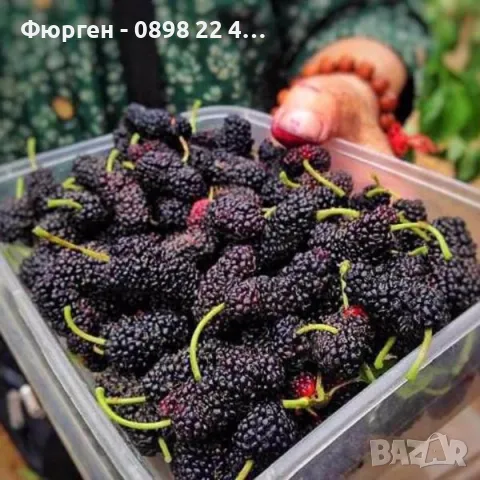 Къпина без бодли сорт Джъмбо "JUMBO"  Цена за 1 саксия  11 лв   Плодовете на ДЖЪМБО са големи, с т, снимка 2 - Разсади - 47527543