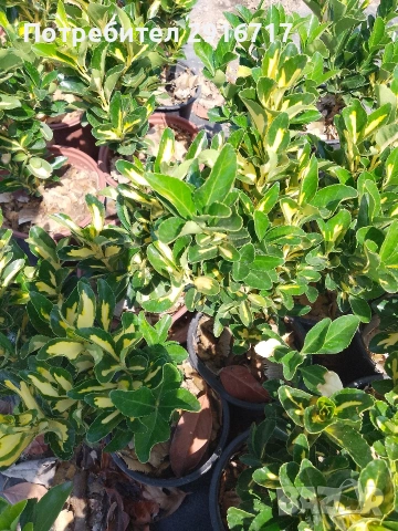 Евонимус Японика ( Euonymus Japonicus), снимка 6 - Градински цветя и растения - 53707686