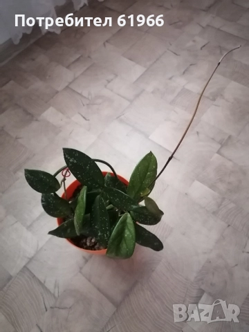 Красиво оформено Восъче! !, снимка 3 - Стайни растения - 41782047