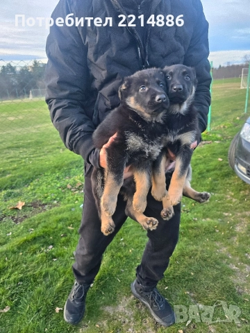 Немска овчарка работен тип, снимка 15 - Немска овчарка - 52970117