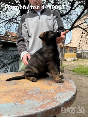 Немска овчарка - сивак, снимка 6 - Немска овчарка - 52977991