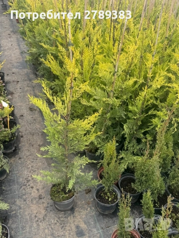 Лейланди кипарис голд райдър, снимка 2 - Градински цветя и растения - 53443945