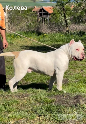 Американско були- мъжкар