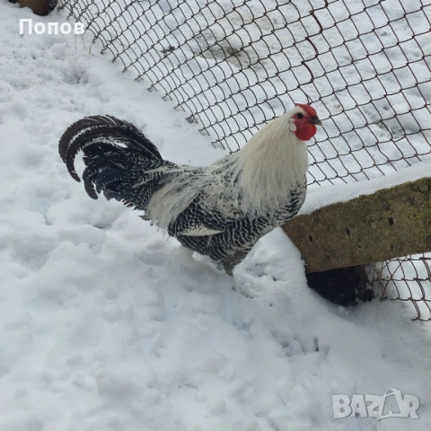 Продавам вествалски петлета, снимка 4 - Кокошки и пуйки - 52050258